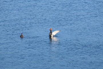 Fototapeta na wymiar ducks in the water