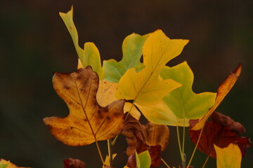 Fall Leaves 4