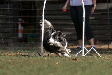 Hund im Hoppers Parcour