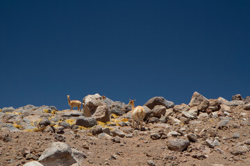 Andean wildlife. Fauna. Portrait of two vicunas of beautiful fur, in the peak of the rocky mountain under a deep blue sky.
