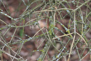 Tree branch close up