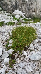 Dolomity Kwiaty Góry