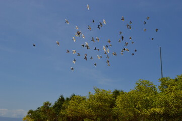 The stunning flora and fauna of the beaches and Chocolate Hills around Bohol Island in the Philippines