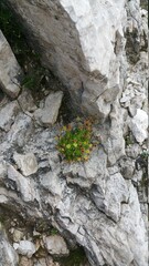 Dolomity Kwiaty Góry © Dariusz