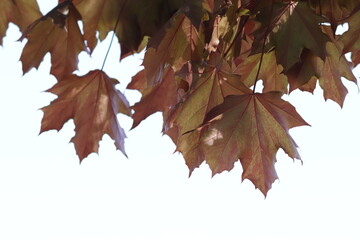 Maple foliage