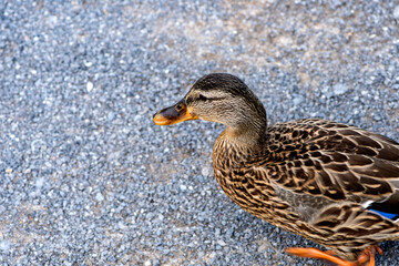 Canard du Québec en liberté