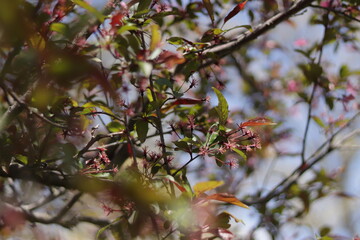 Tree branch close up