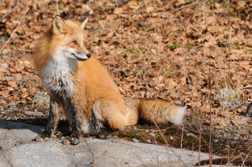 Fototapeta premium Fox Stock Photo. Red fox close-up with wet paws and brown leaves background standing on a rock in its environment and habitat, displaying fox tail, fox fur.