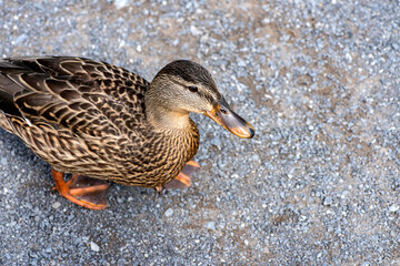 Canard du Québec en liberté