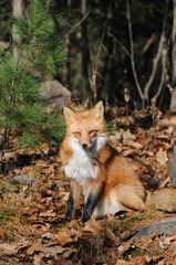 Fox Stock Photo. Red fox close-up sitting brown leaves forest background in its environment and habitat, displaying fox tail, fox fur. Fox Image. Fox picture.