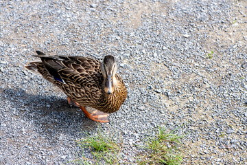 Canard du Québec en liberté