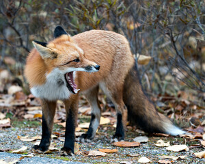 Fox stock photos. Red fox close-up profile view yawning and displaying tongue, teeth with a blur background in its environment and habitat. Fox with open mouth.