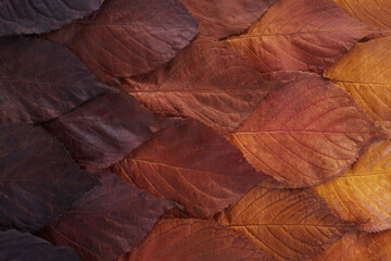 Autumn leaves gradient background. Top view.
