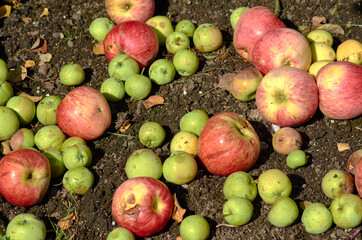 apples on the ground