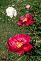 Hybrid Peony (Paeonia hybrida) in park