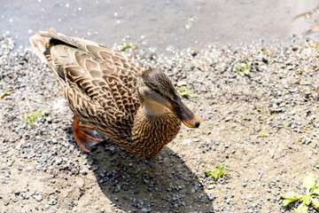 Canard du Québec en liberté