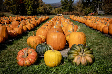 Fall Pumpkins for Sale in Stowe Vermont