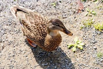 Canard du Québec en liberté