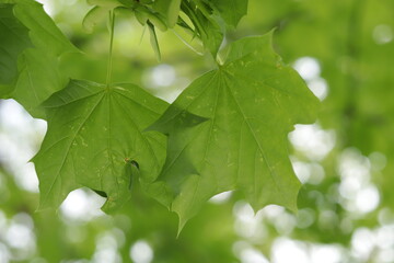 Green maple leaves close up
