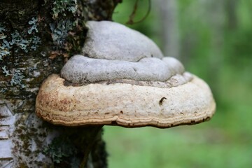 gray truman mushroom growing on a tree trunk