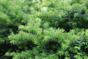 Tree stump in the forest