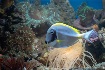 Fototapeta na wymiar Beautiful marine fish in coral reef
