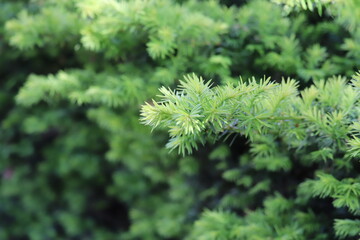 Tree stump in the forest