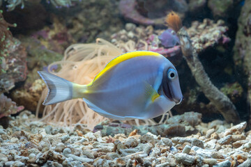 Beautiful marine fish in coral reef