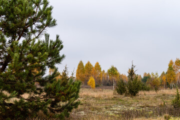 Jesienne krajobrazy Podlasia, Polska © podlaski49
