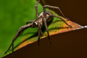 
Small gray spider sits on the edge of a green leaf