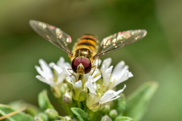 Little fluffy bee with big red eyes