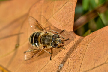 Little fluffy bee squatted on a leaf