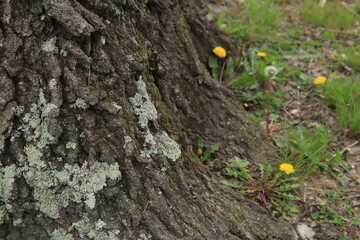 Dandelions near the base of a tree trunk