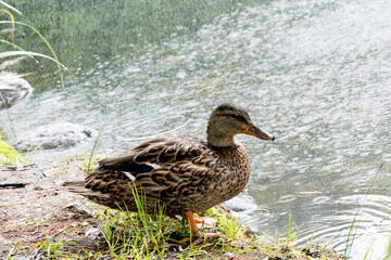 Canard gros plan