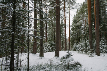 Fototapeta premium Northern forest.