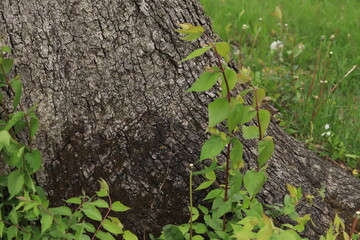Escape of a young tree against the background of an old trunk