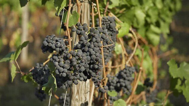 Bunch Of Blue Grapes (Concord Grapes) Hanging In The Vineyard - Ahr Valley, Germany - rack focus