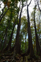 The stunning flora and fauna of the beaches and Chocolate Hills around Bohol Island in the Philippines