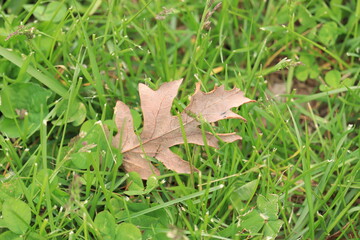 Dry tree leaf on green grass