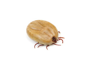 Tick isolated on white