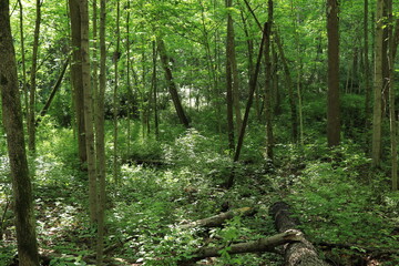 Fallen tree in summer forest