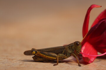 Grasshopper and red flower