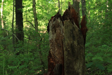 Tree stump in the forest