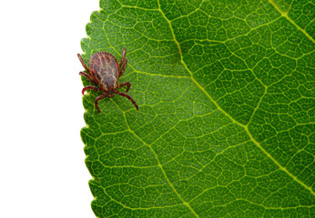 Naklejka premium Macro mite sitting on a plant isolated on white.