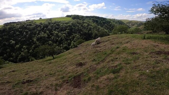 Dovedale hill, Sheep walking around, Peak District, United Kingdom.