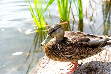 Canard gros plan
