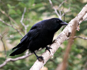 Raven stock photo. Raven close-up profile view perched on a branch in the forest with a blur background in its environment and habitat.