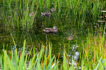 Canard gros plan