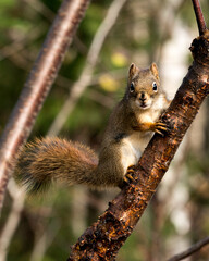 Squirrel stock photo. Squirrel close-up profile view on a tree branch in the forest  looking at the camera, displaying bushy tail, brown fur, nose, eyes, paws in its habitat and environment. Image.