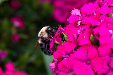Abeille fouineuses du québec gros plan